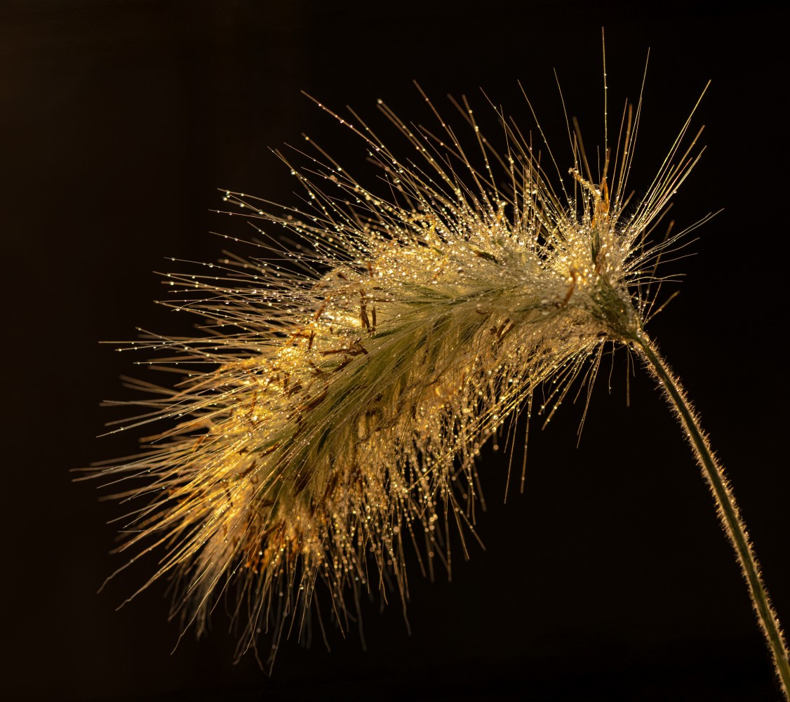 sufi_DSC_3244