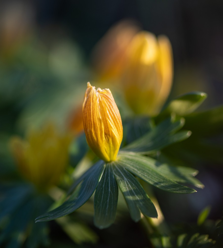 sufi_DSC_6711a